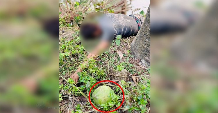 ডাব চুরি করতে গিয়ে বিপত্তি, গাছ থেকে পড়ে মর্মান্তিক মৃত্যু